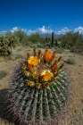 Bright orange or red flowers of a barrel cactus in the Sonoran Desert. Art Print